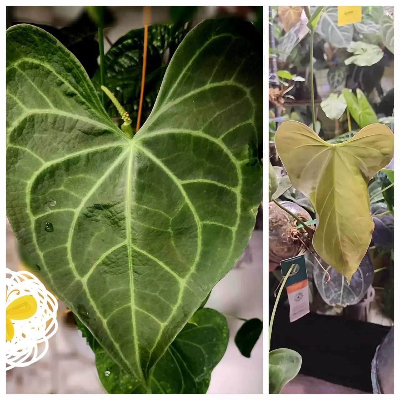 plant/(Clarinervium x Pterodactyl) x (Silver Blush x Subsignatum)-0