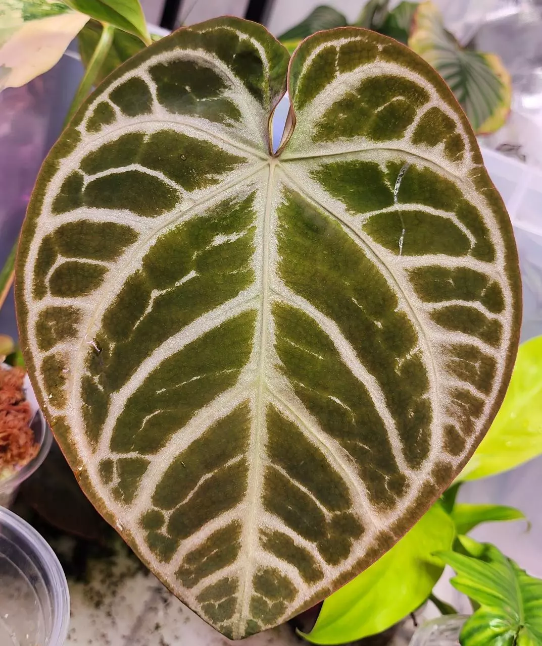 plant/SKG Gray x Silver Blush-1