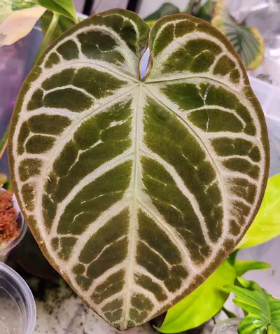 plant/SKG Gray x Silver Blush-1-thumbnail