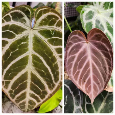 plant/SKG Gray x Silver Blush-0-thumbnail