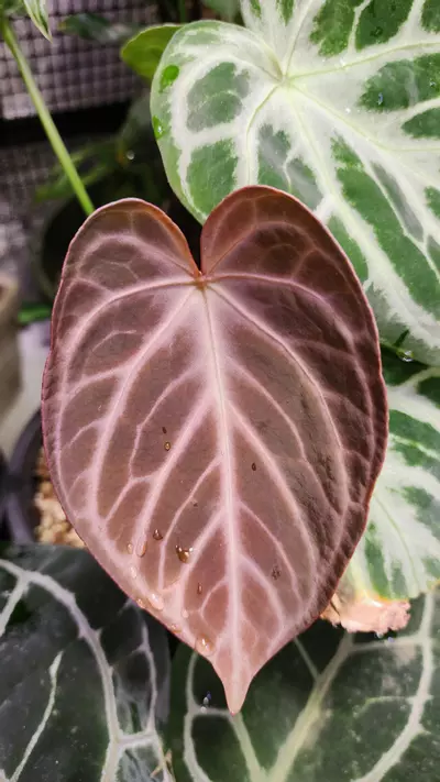 plant/SKG Gray x Silver Blush-2-thumbnail