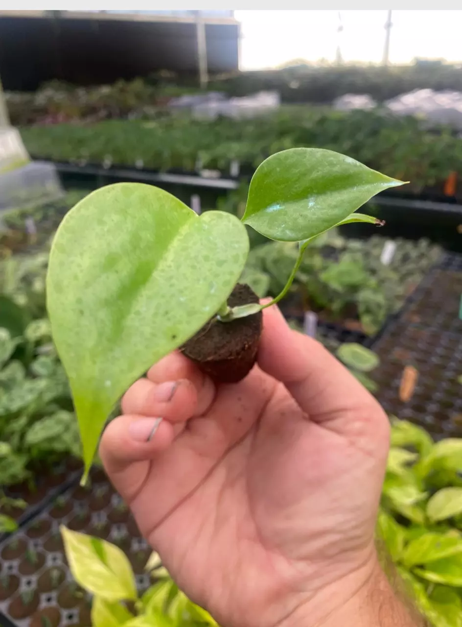 plant/Monstera Sierrana starter plant growers choice-1