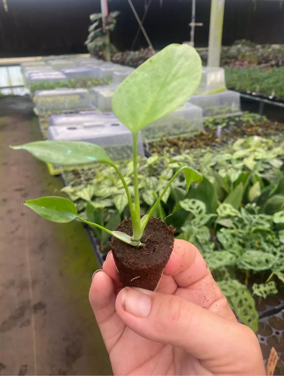 plant/Monstera Sierrana starter plant growers choice-3