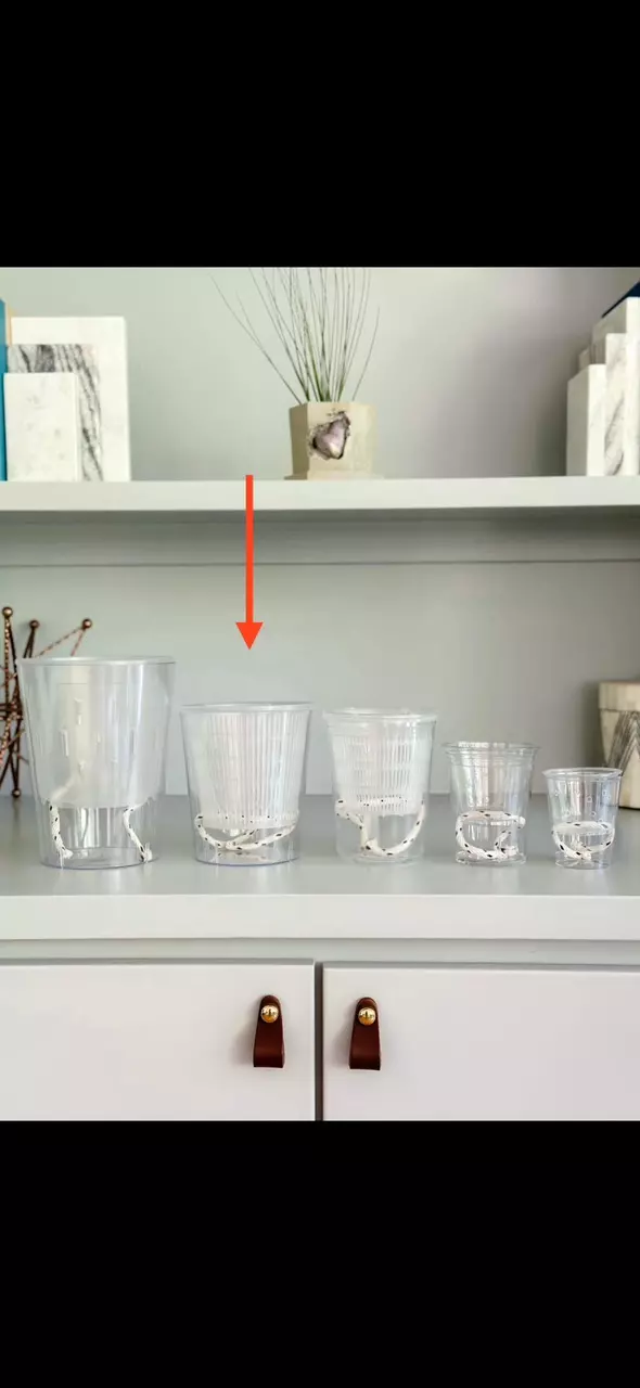 plant/Clear Self Watering Pots C quantity 1-0