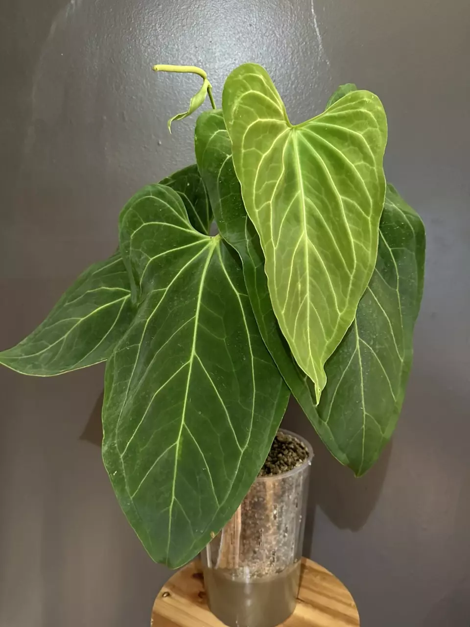 plant/Clear Self watering planter D quantity 1-1