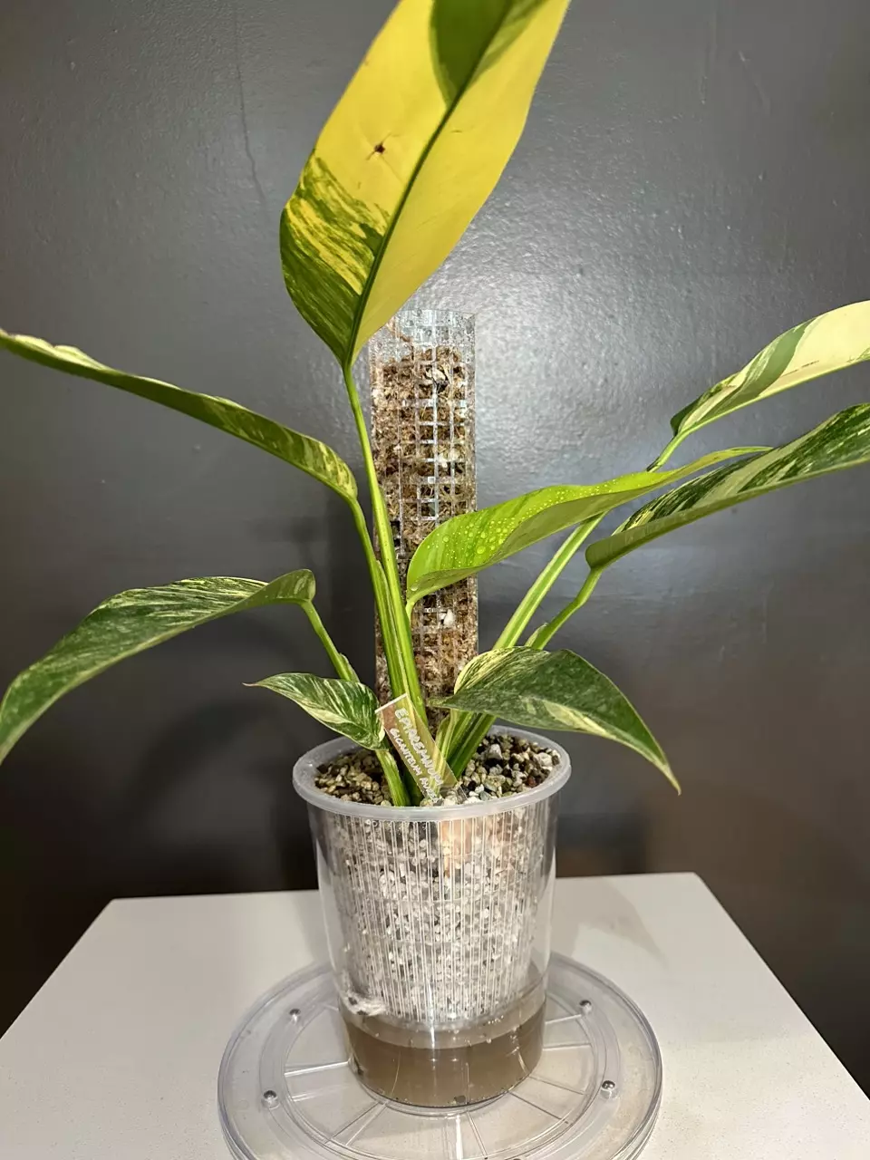 plant/Clear Self Watering Pots C quantity 1-1