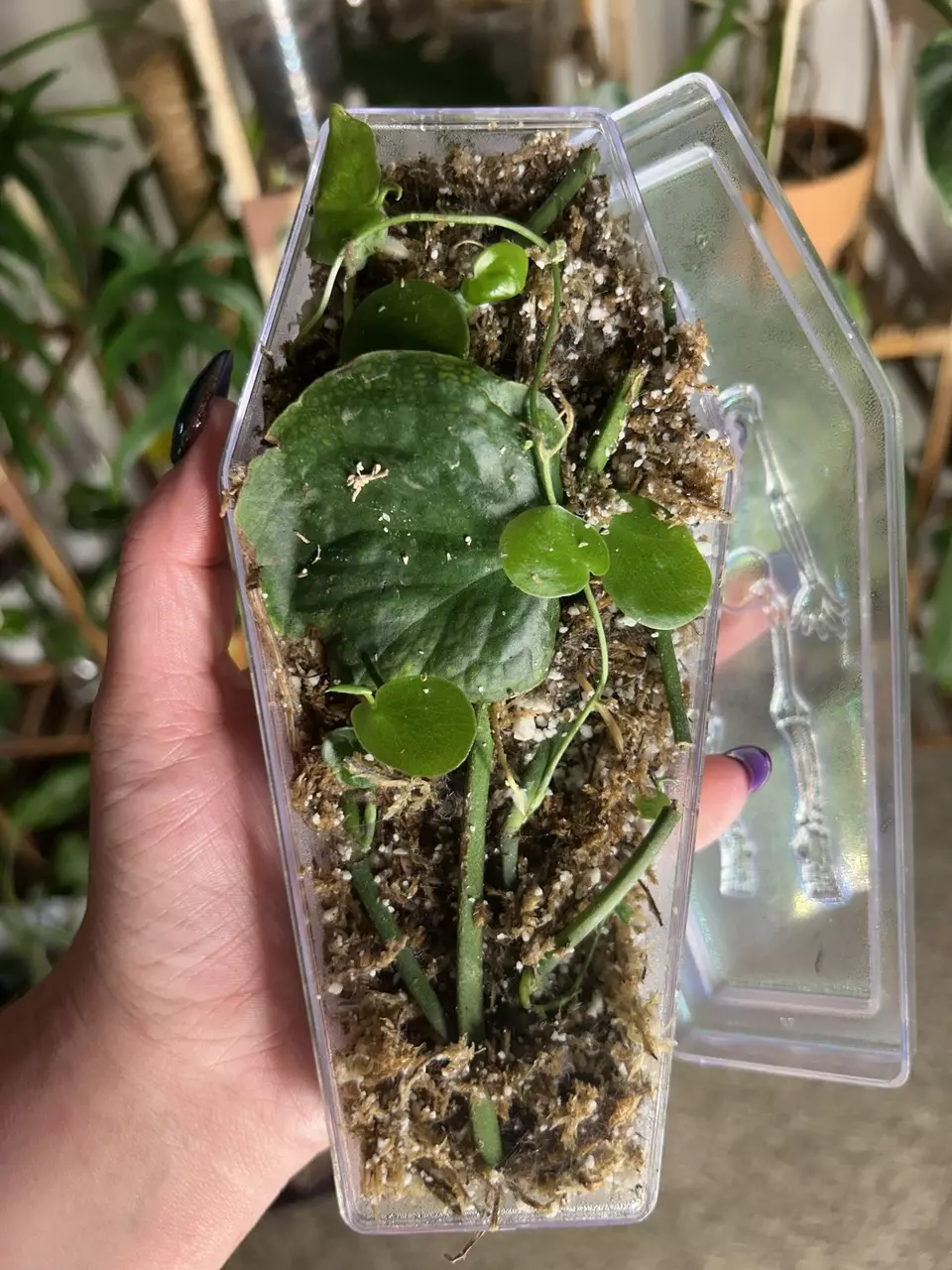 plant/Monstera tuberculata-0