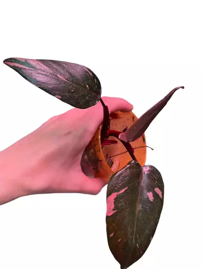 plant/Listing for @Lynbird ONLY-0-thumbnail