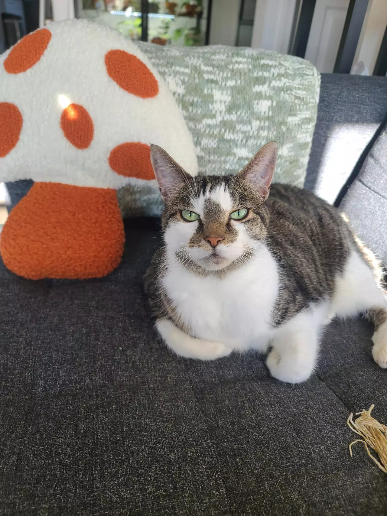 plant/UPS 2 Day Shipping-0