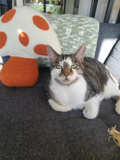 plant/UPS 2 Day Shipping-0-thumbnail