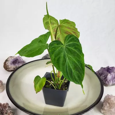 plant/Philodendron Verrucosum 2.5"" starter pot, ships nationwide-3-thumbnail