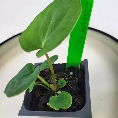 plant/Anthurium Ace Of Spades X Papillilaminum 2.5"" starter pot, ships nationwide-5-thumbnail