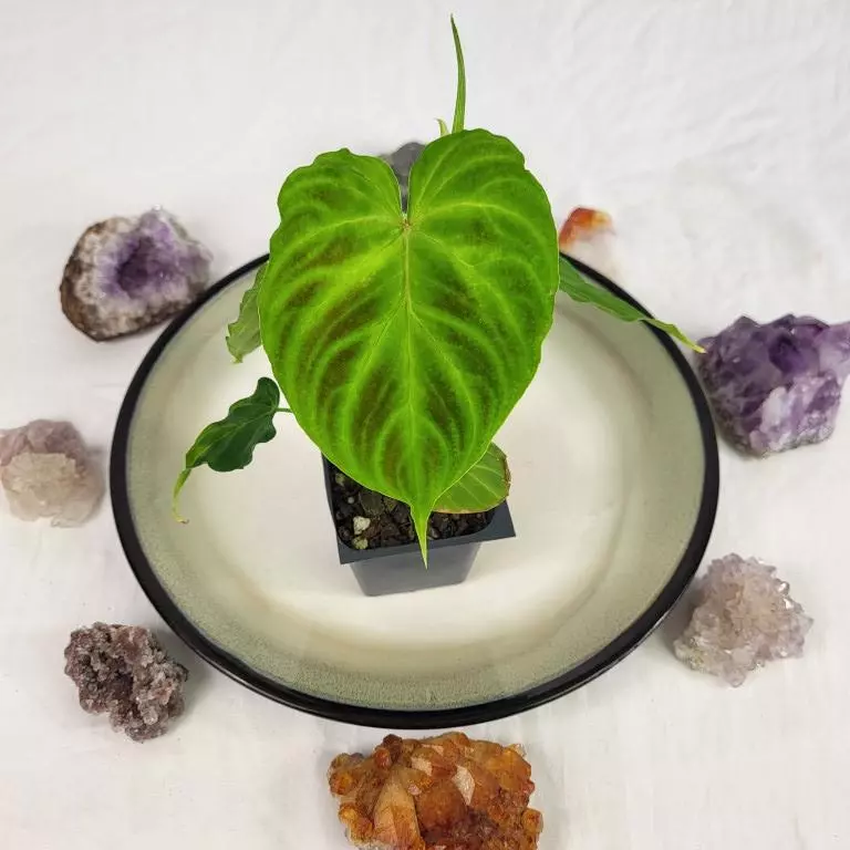 plant/Philodendron Verrucosum 2.5"" starter pot, ships nationwide-0