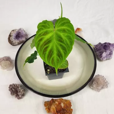 plant/Philodendron Verrucosum 2.5"" starter pot, ships nationwide-0-thumbnail