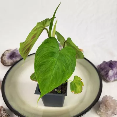 plant/Philodendron Verrucosum 2.5"" starter pot, ships nationwide-2-thumbnail