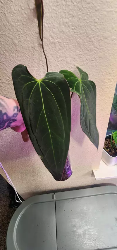 plant/Anthurium Papililaminum X Ace of Spades Dark Form-2-thumbnail