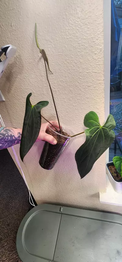 plant/Anthurium Papililaminum X Ace of Spades Dark Form-6-thumbnail