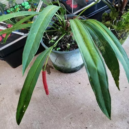 plant/Anthurium Bakeri 2.5"" starter pot, ships nationwide-0