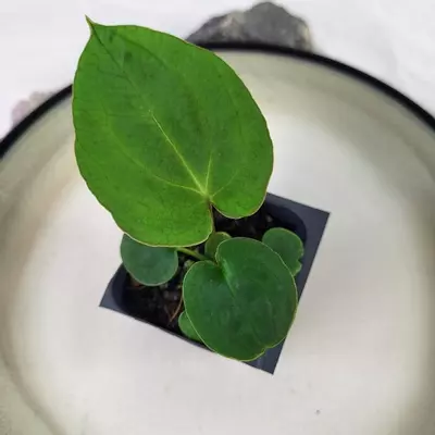 plant/Anthurium Ace Of Spades X Papillilaminum 2.5"" starter pot, ships nationwide-4-thumbnail