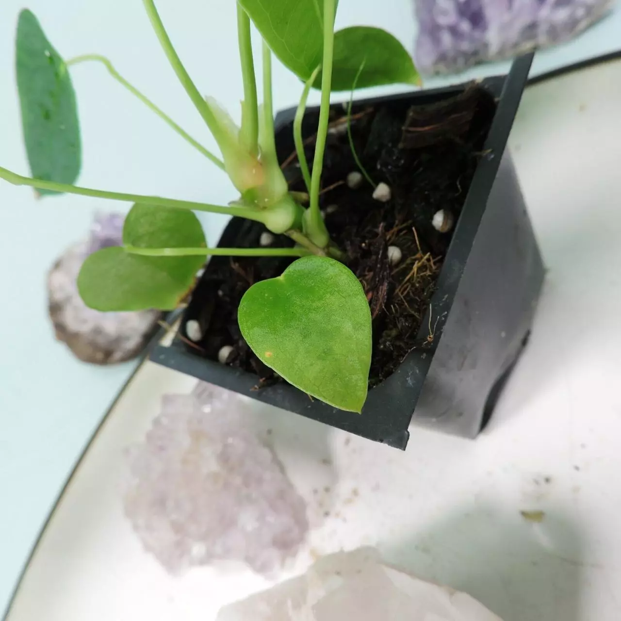 plant/Anthurium Angamarcanum 2.5"" starter pot, ships nationwide-8