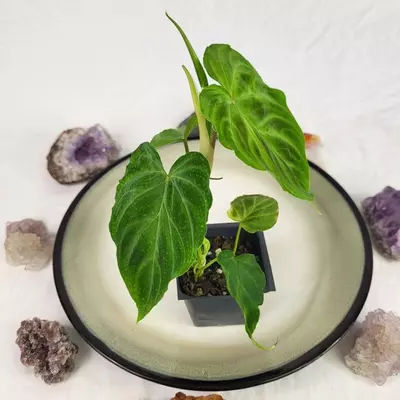 plant/Philodendron Verrucosum 2.5"" starter pot, ships nationwide-4-thumbnail