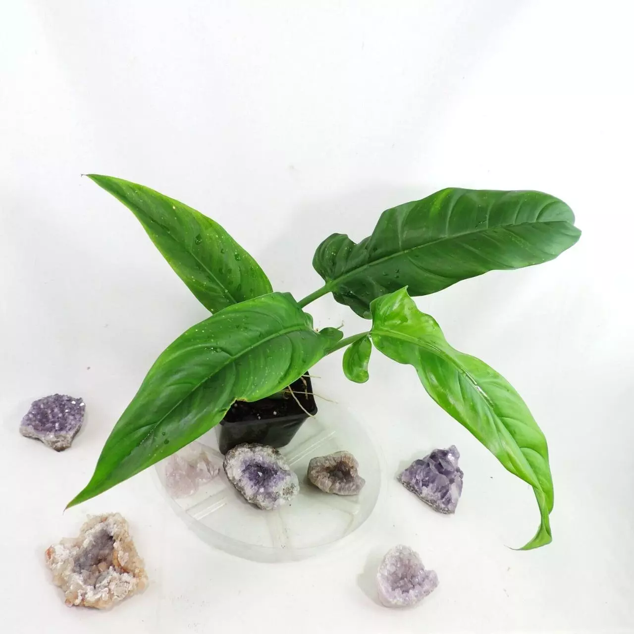 plant/Philodendron Barrosoanum Narrow Form 4"" pot, ships nationwide-0