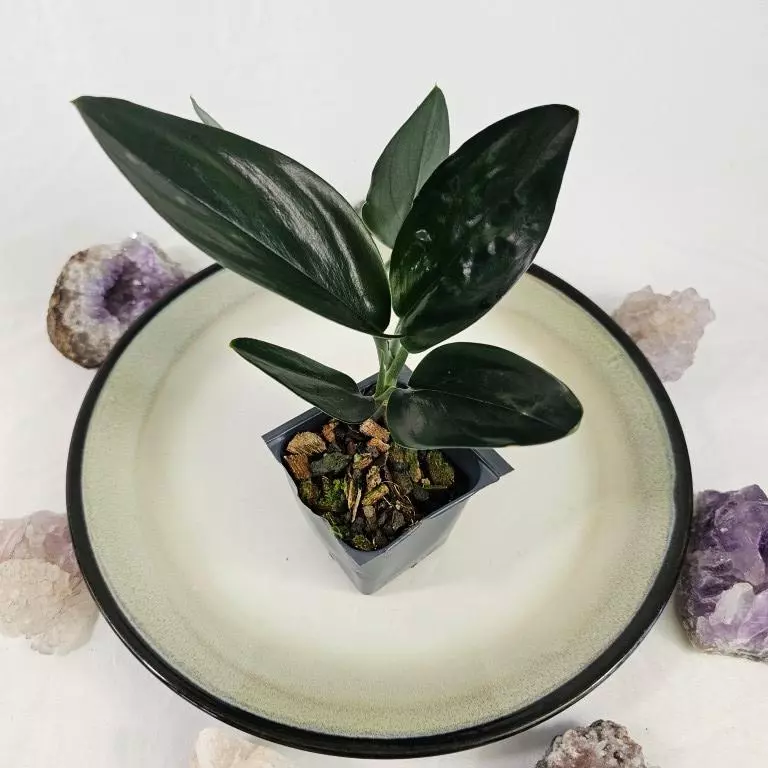 plant/Scindapsus Treubii Dark Form 2.5"" starter pot, ships nationwide-0