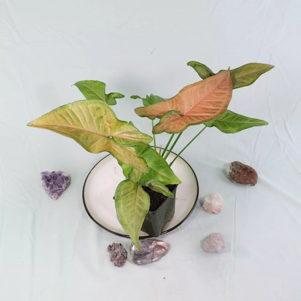 plant/Syngonium Regina Red 4"" pot, ships nationwide-1