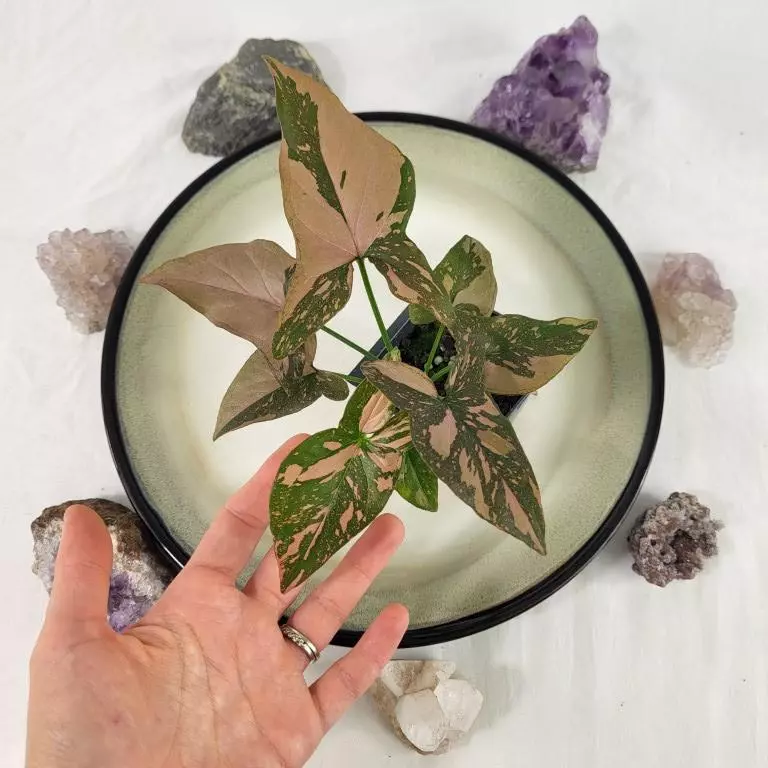 plant/Syngonium Pink Splash Variegated 2.5"" starter pot, ships nationwide-1