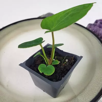 plant/Anthurium Ace Of Spades X Papillilaminum 2.5"" starter pot, ships nationwide-0-thumbnail