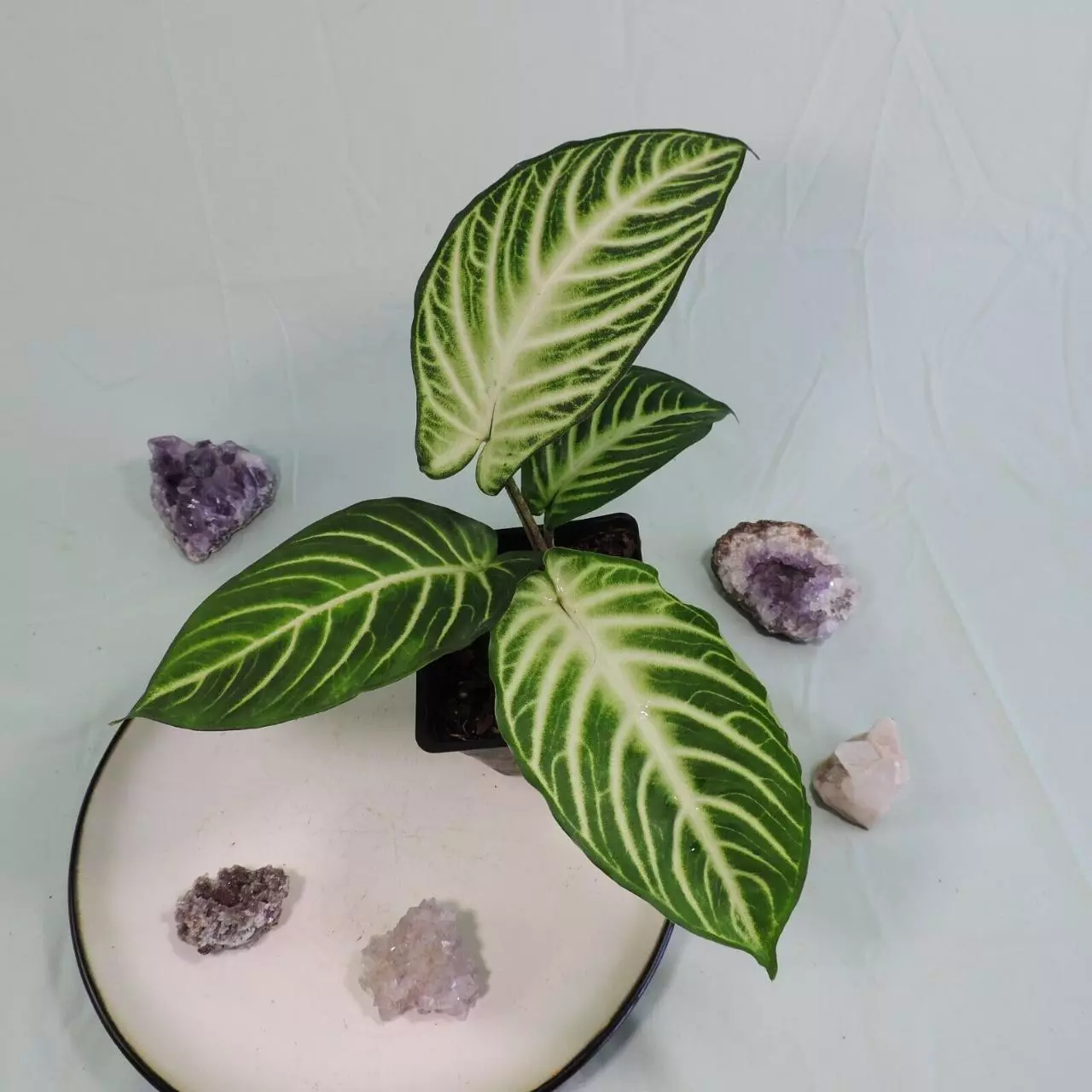 plant/Xanthosoma Lindenii 4"" pot, ships nationwide-1