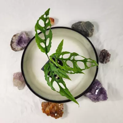 plant/Monstera Obliqua Peru 2.5"" starter pot, ships nationwide-4-thumbnail