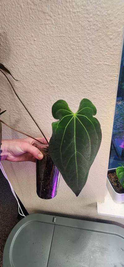 plant/Anthurium Papililaminum X Ace of Spades Dark Form-5-thumbnail