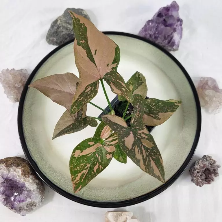 plant/Syngonium Pink Splash Variegated 2.5"" starter pot, ships nationwide-0