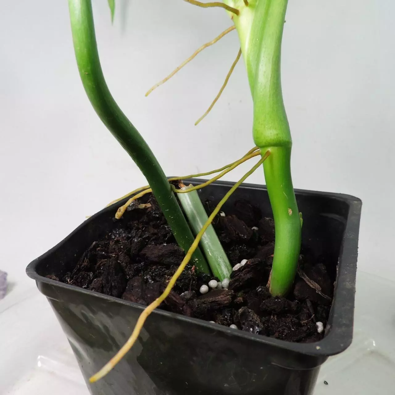 plant/Philodendron Barrosoanum Narrow Form 4"" pot, ships nationwide-8