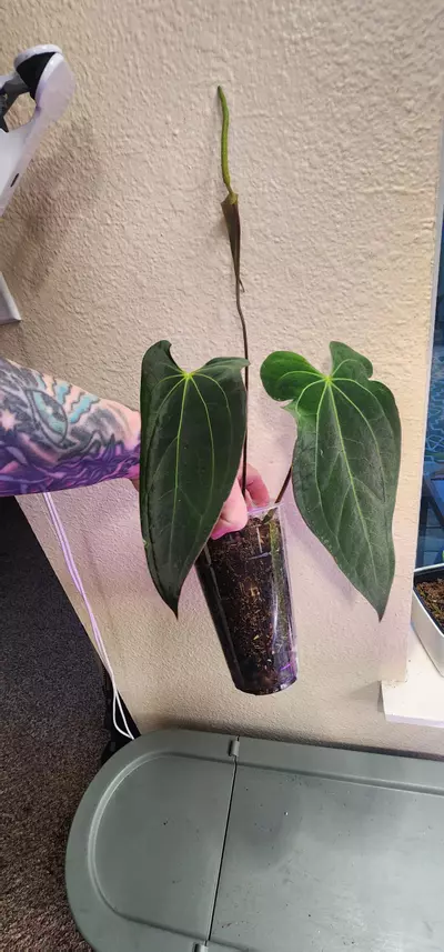 plant/Anthurium Papililaminum X Ace of Spades Dark Form-3-thumbnail