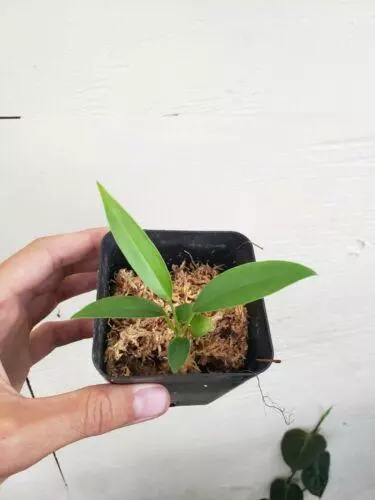 plant/Anthurium Bakeri 2.5"" starter pot, ships nationwide-1