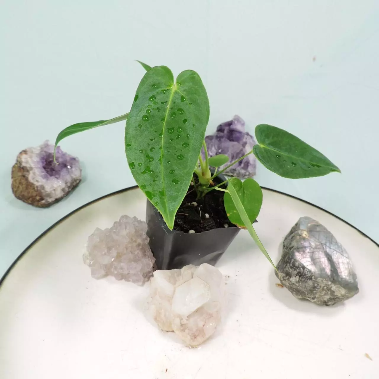 plant/Anthurium Angamarcanum 2.5"" starter pot, ships nationwide-0