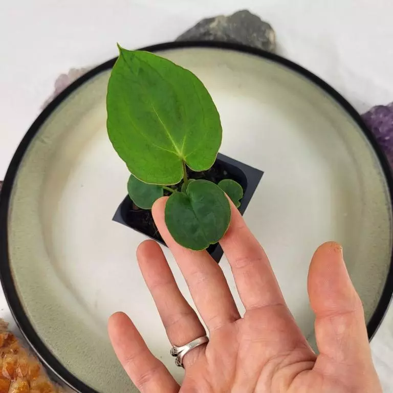 plant/Anthurium Ace Of Spades X Papillilaminum 2.5"" starter pot, ships nationwide-1