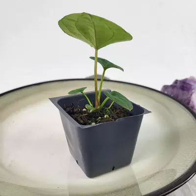 plant/Anthurium Ace Of Spades X Papillilaminum 2.5"" starter pot, ships nationwide-3-thumbnail