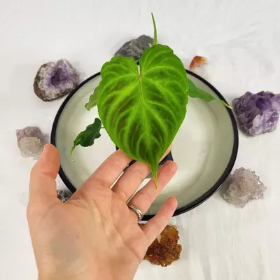 plant/Philodendron Verrucosum 2.5"" starter pot, ships nationwide-1-thumbnail