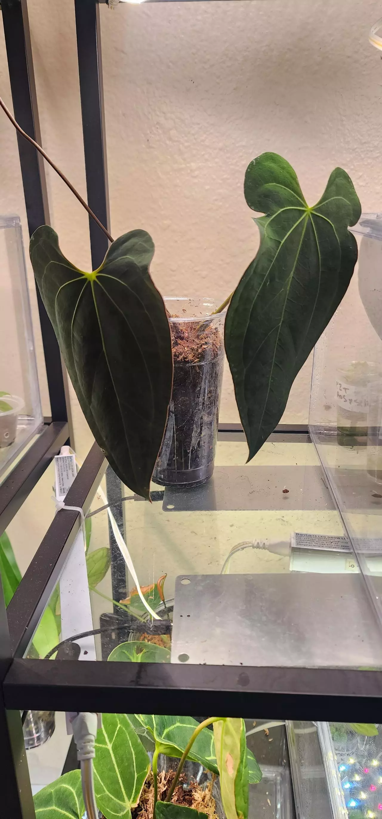 plant/Anthurium Papililaminum X Ace of Spades Dark Form-0