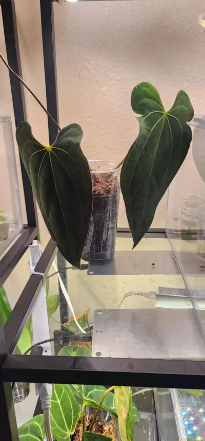 plant/Anthurium Papililaminum X Ace of Spades Dark Form-0-thumbnail