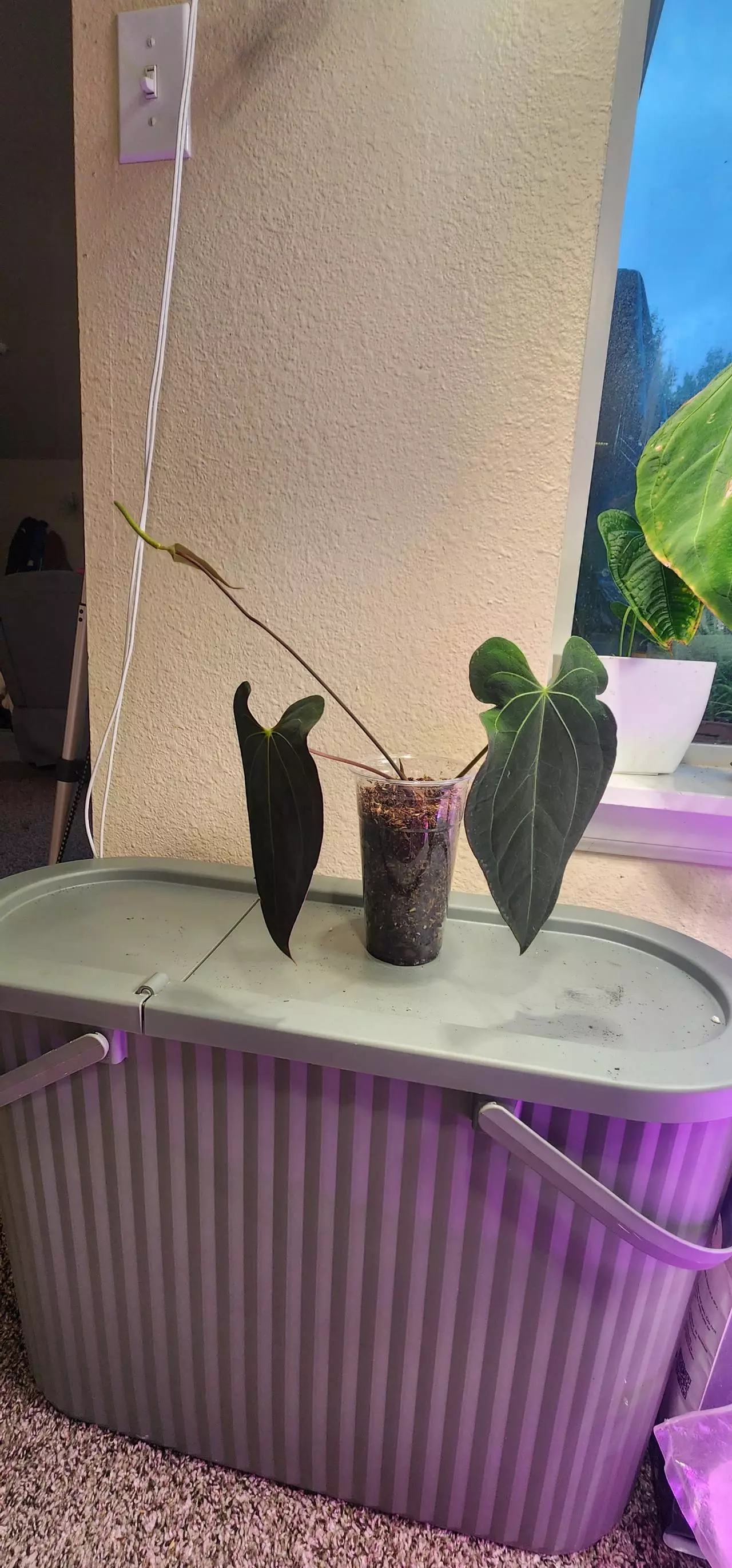 plant/Anthurium Papililaminum X Ace of Spades Dark Form-1