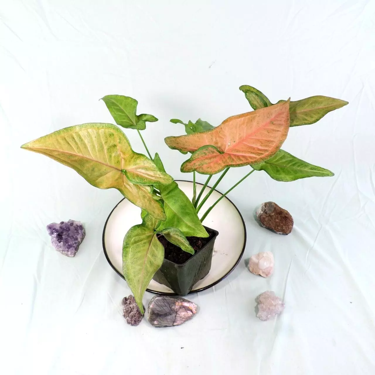 plant/Syngonium Regina Red 4"" pot, ships nationwide-0