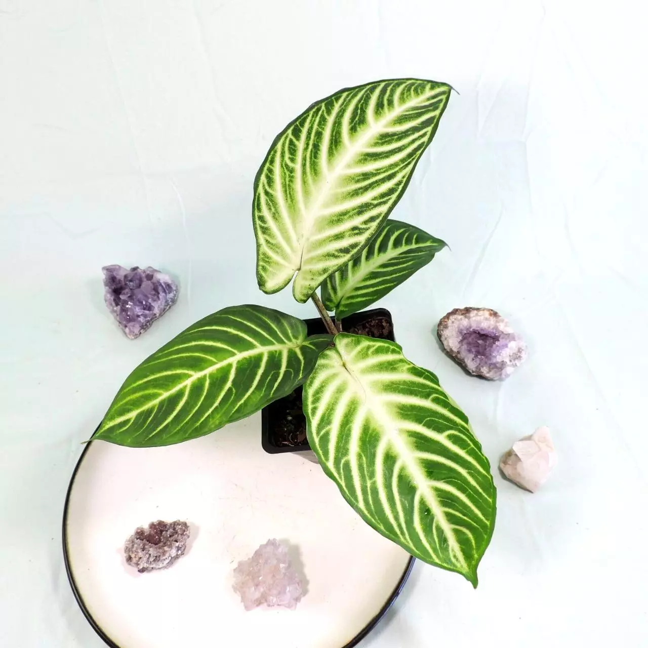 plant/Xanthosoma Lindenii 4"" pot, ships nationwide-0