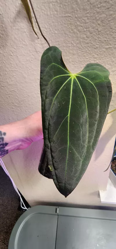 plant/Anthurium Papililaminum X Ace of Spades Dark Form-4-thumbnail