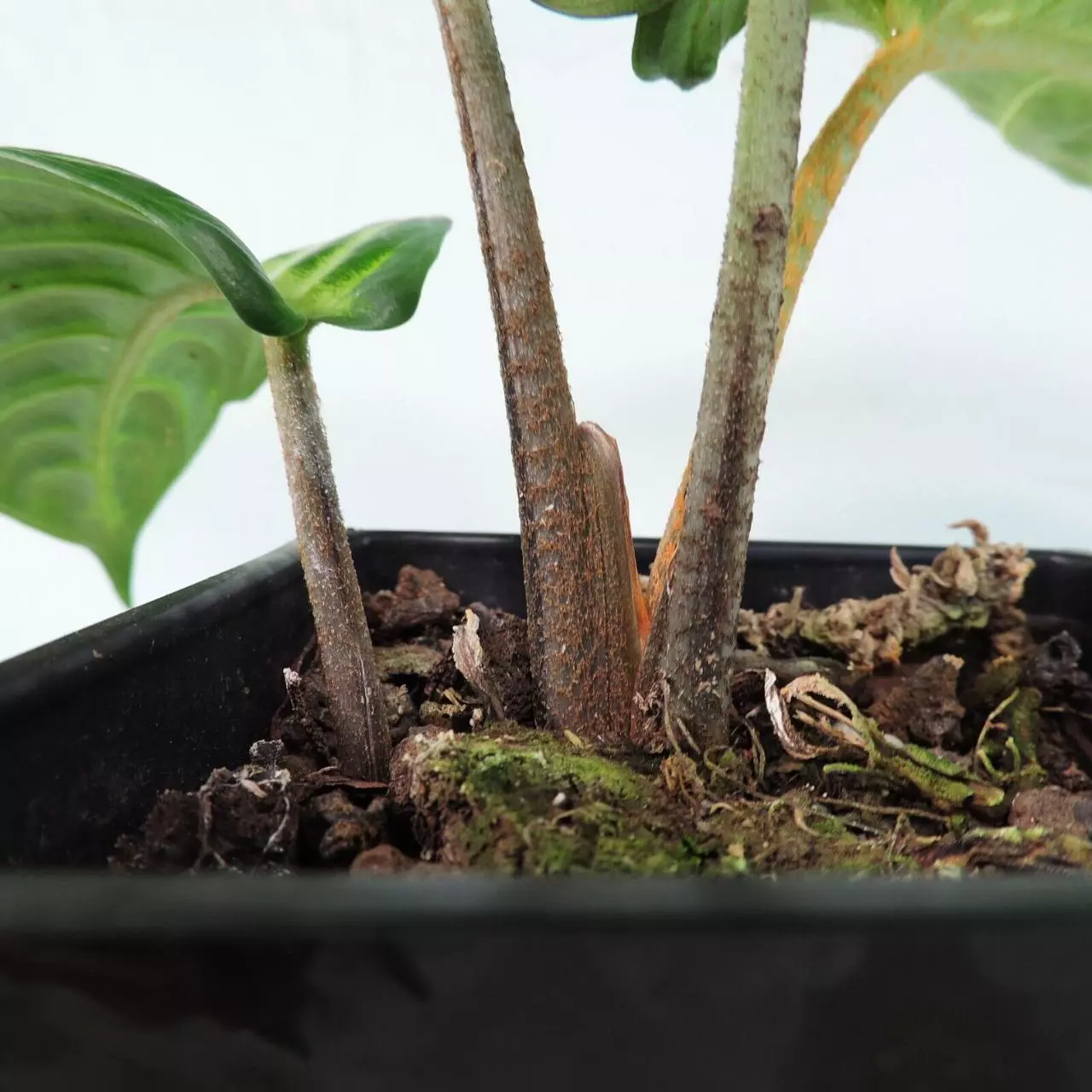 plant/Xanthosoma Lindenii 4"" pot, ships nationwide-8