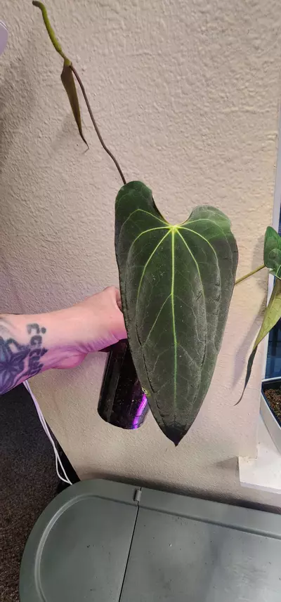 plant/Anthurium Papililaminum X Ace of Spades Dark Form-7-thumbnail