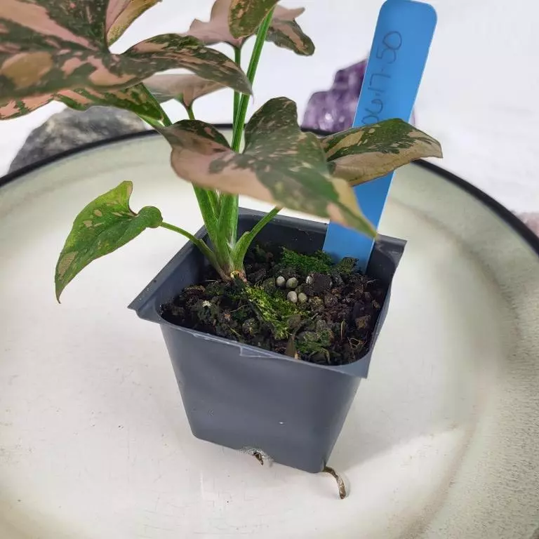 plant/Syngonium Pink Splash Variegated 2.5"" starter pot, ships nationwide-5